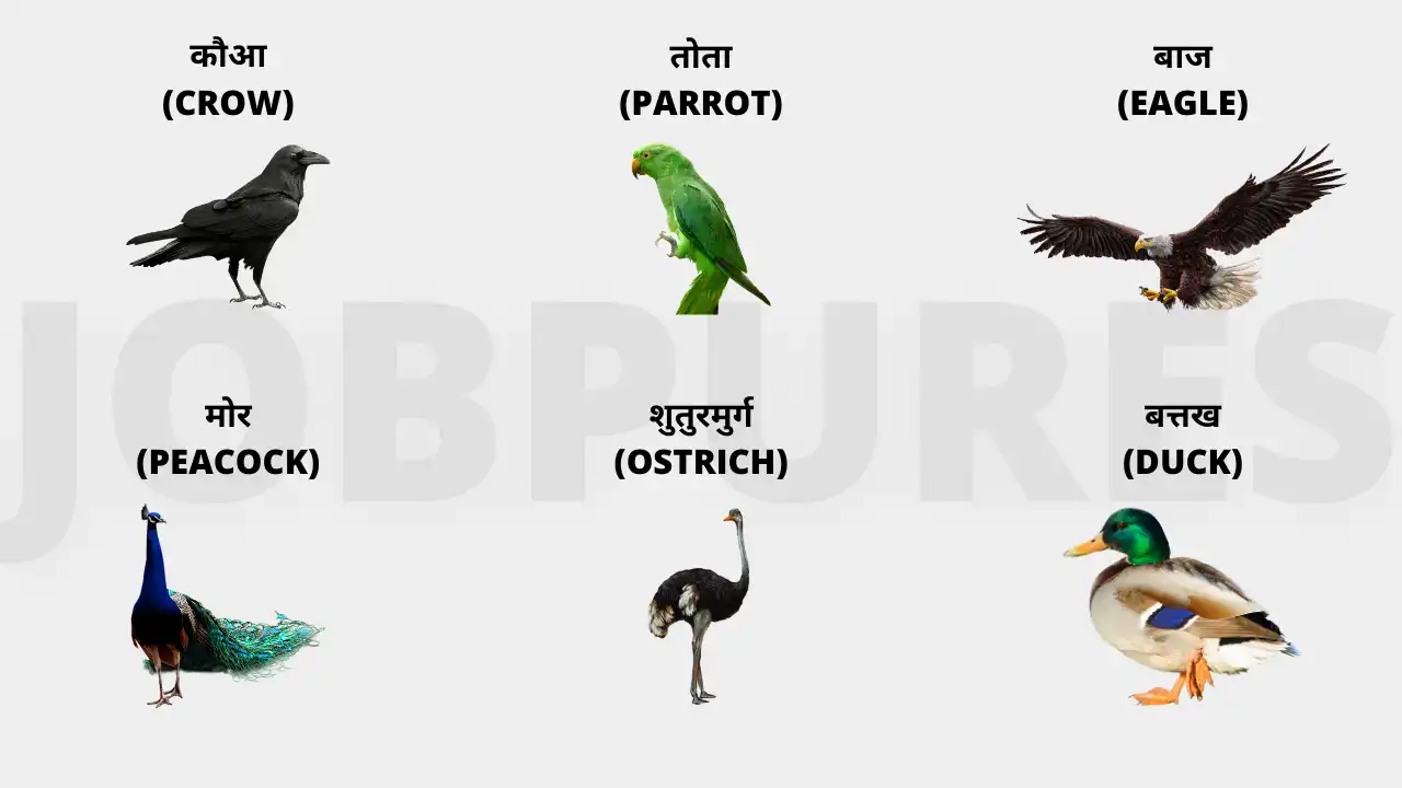 Birds Name in Hindi & English : पक्षियों के नाम हिंदी तथा अंगेजी भाषा में