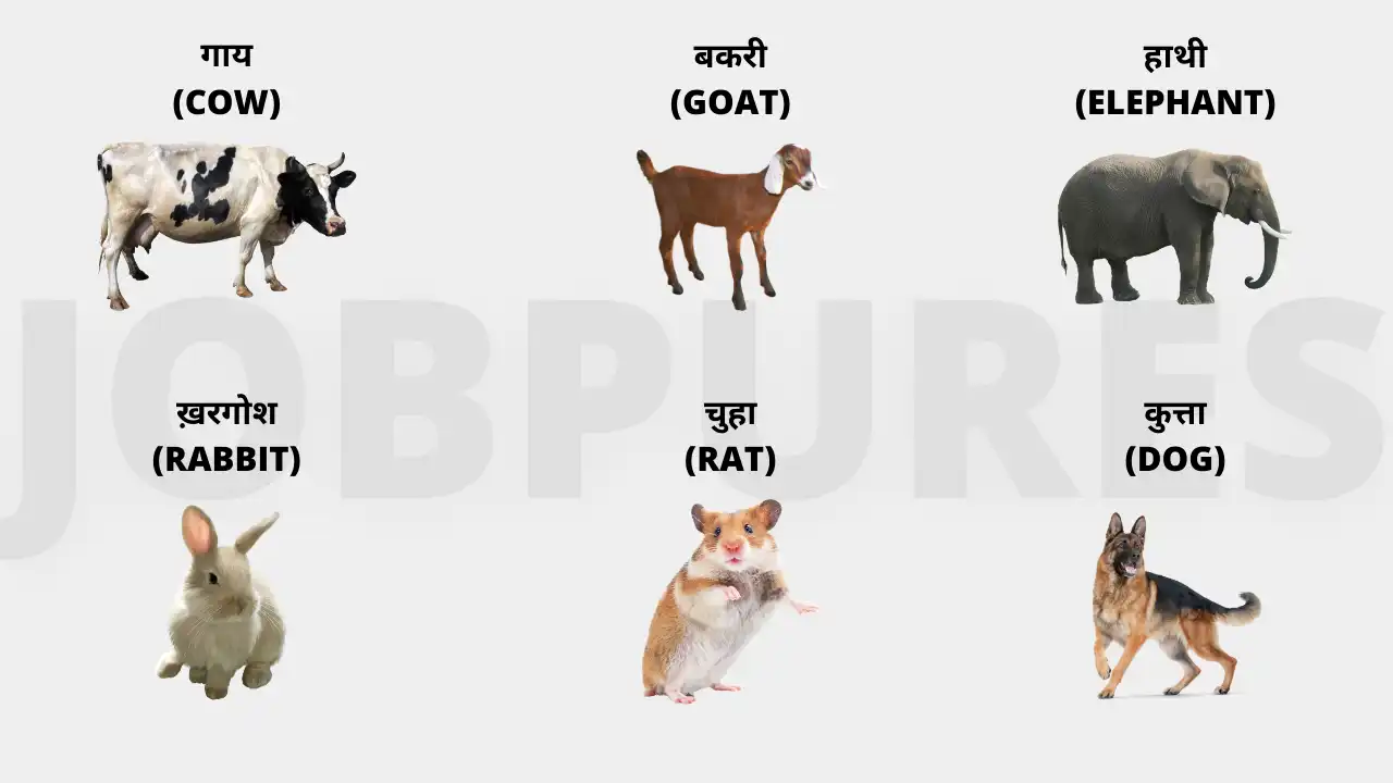 Domestic & Pet Animals Name in Hindi & English : 30+ पालतू जानवरों के नाम उनकी तस्वीरों सहित