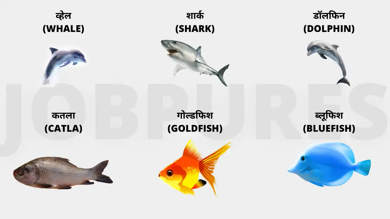 Fish Names Chart in Hindi and English