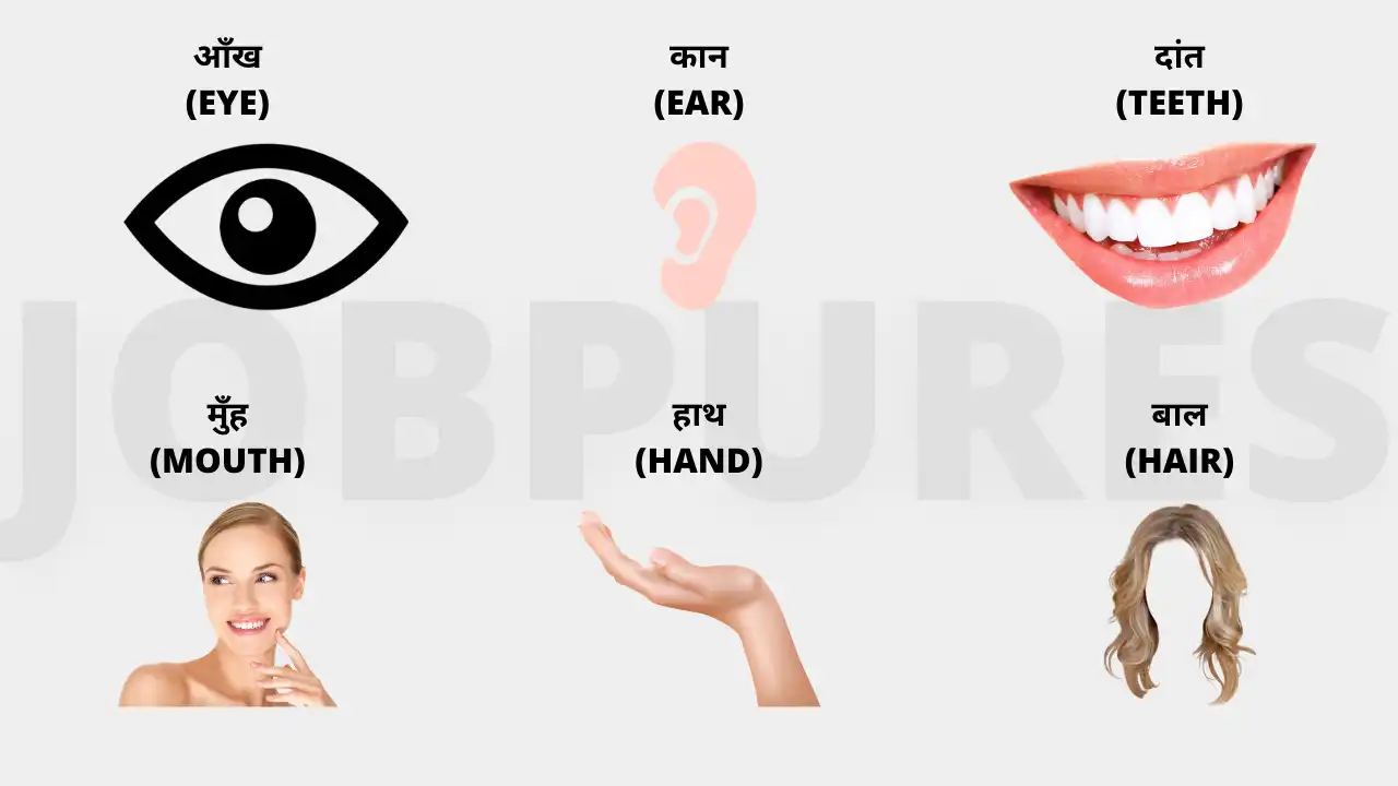 Human Body Parts Chart Name in Hindi and English