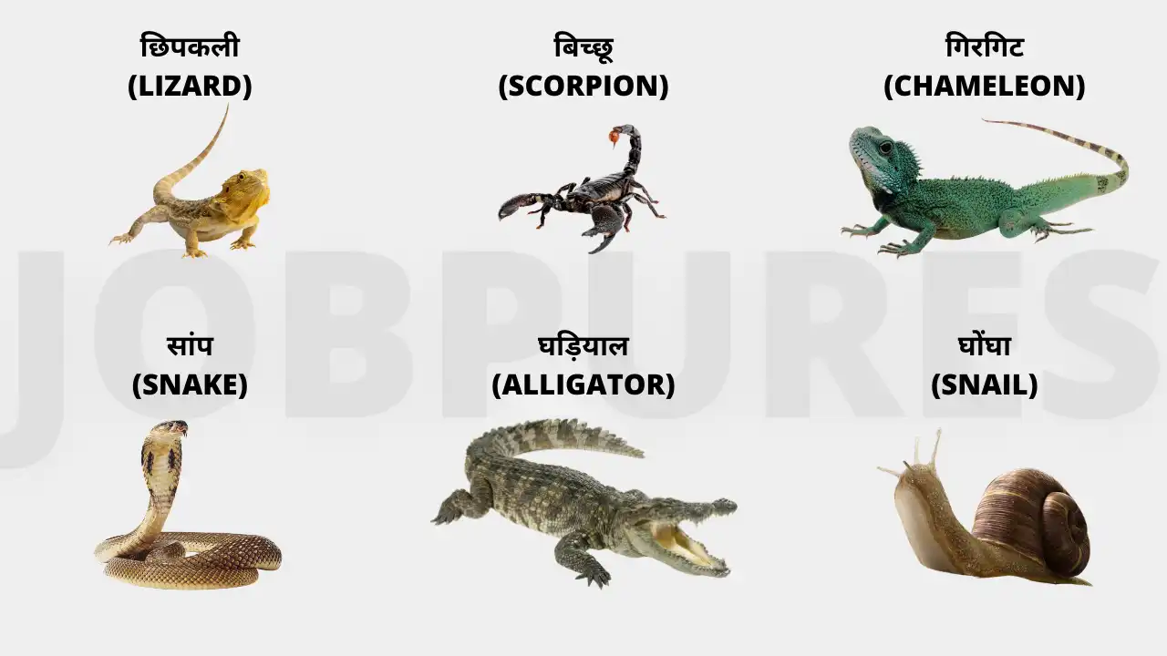 Reptiles Name in Hindi & English : रेंगने वाले जीवों के नाम