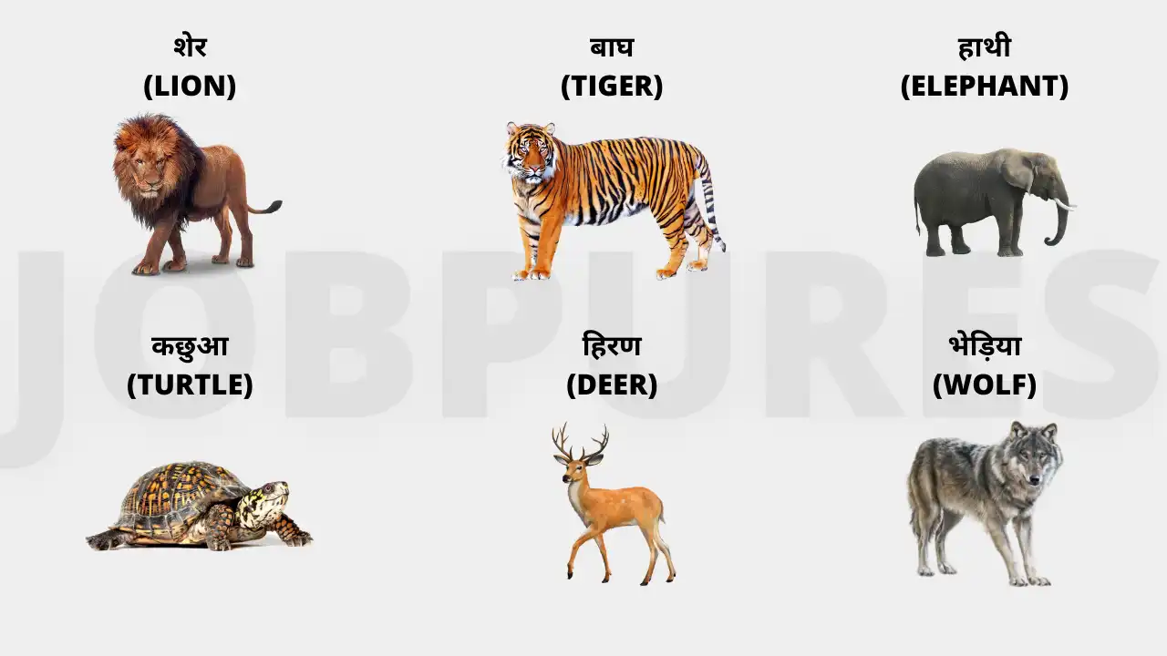 जंगली जानवरों के नाम तस्वीरों के साथ : Wild Animals Name in Hindi & English